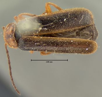 Media type: image;   Entomology 3401 Aspect: habitus dorsal view
